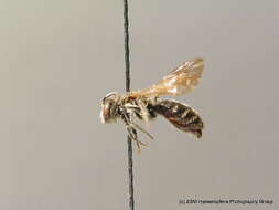 Image of Andrena ampla Warncke 1967