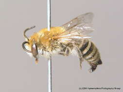 Image of Colletes fodiens (Fourcroy 1785)