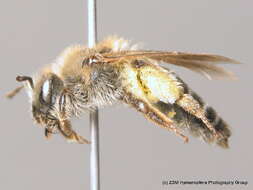 Image of Andrena argentata Smith 1844