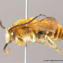 Image of Eucera chrysopyga Pérez 1879