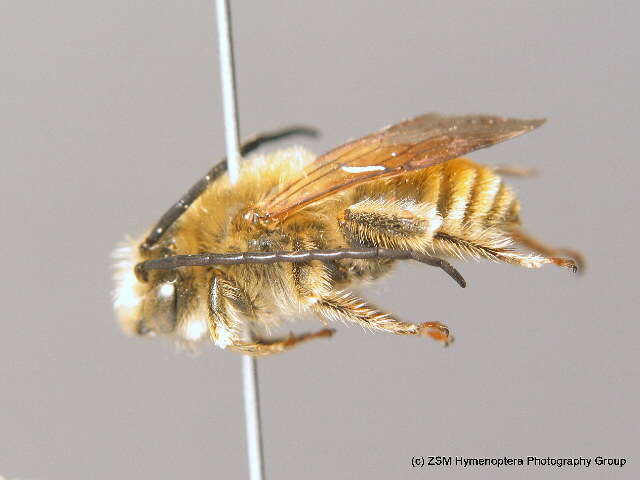 Image of Eucera chrysopyga Pérez 1879