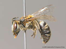 Image of Colletes hylaeiformis Eversmann 1852