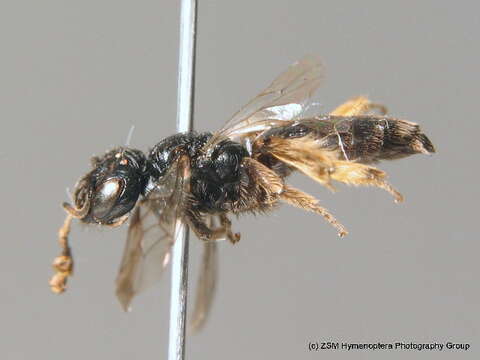 Image of Small Shaggy Bee