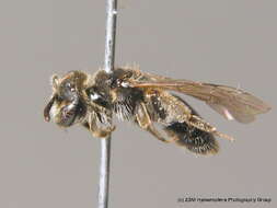 Imagem de Andrena minutuloides Perkins 1914