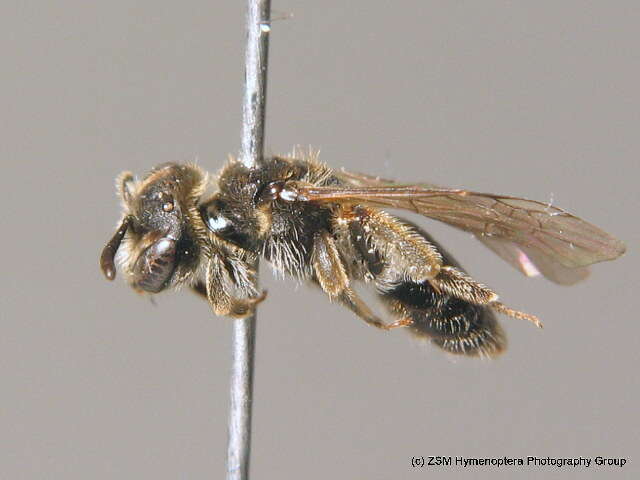 Imagem de Andrena minutuloides Perkins 1914