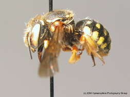 Image de Anthidium loti Perris 1852