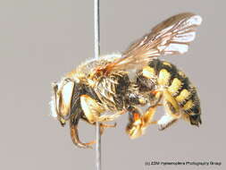 Image de Anthidium loti Perris 1852