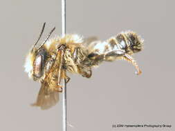 Image de Megachile versicolor Smith 1844