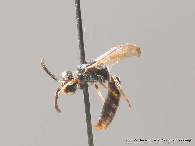 Image de Sphecodes marginatus Hagens 1882