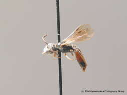 Sphecodes miniatus Hagens 1882 resmi