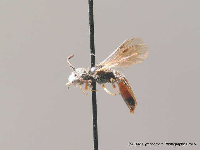 Image of Sphecodes miniatus Hagens 1882