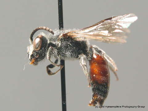 Image de Sphecodes pellucidus Smith 1845