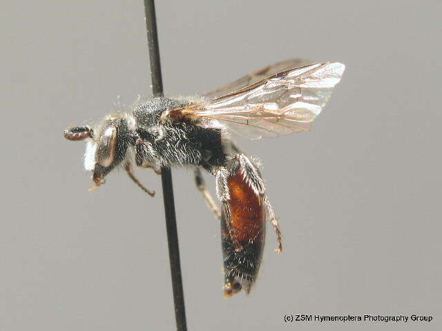 Sphecodes pellucidus Smith 1845的圖片