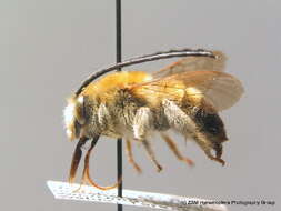 Image of Eucera longicornis (Linnaeus 1758)