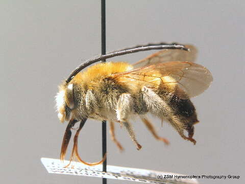 Image of Eucera longicornis (Linnaeus 1758)