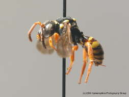 Image of Nomada emarginata Morawitz 1877