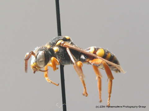 Image of Nomada flavopicta (Kirby 1802)