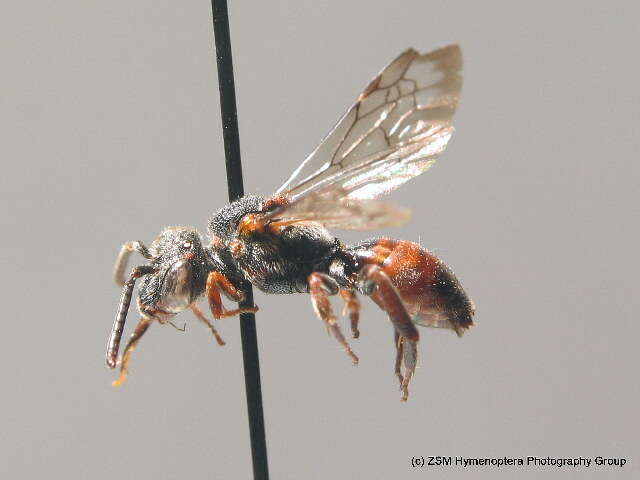 Image of Nomada argentata Herrich-Schäffer 1839