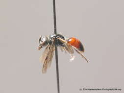 Слика од Sphecodes puncticeps Thomson 1870