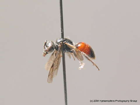 صورة Sphecodes puncticeps Thomson 1870