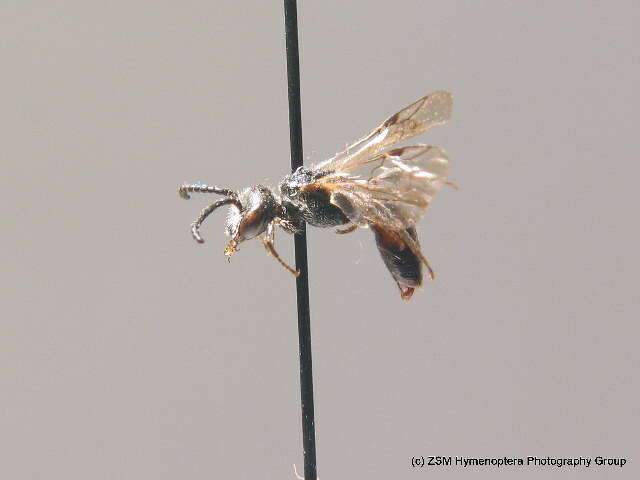 Слика од Sphecodes puncticeps Thomson 1870