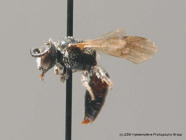 Sphecodes puncticeps Thomson 1870的圖片