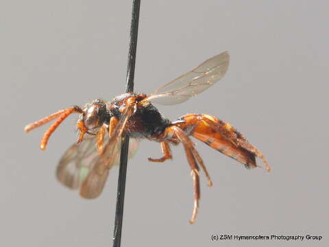 Image of Panzer's Cuckoo Nomad Bee