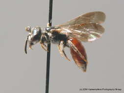 Sphecodes rufiventris (Panzer 1798) resmi