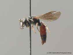 Sphecodes rufiventris (Panzer 1798) resmi