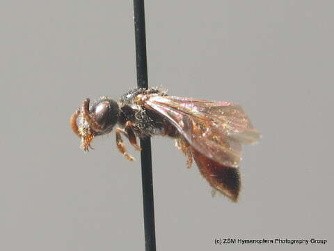 Image of Sphecodes niger Hagens 1874