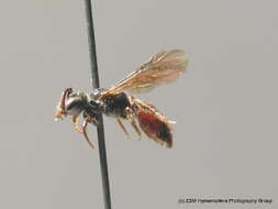 Imagem de Sphecodes niger Hagens 1874