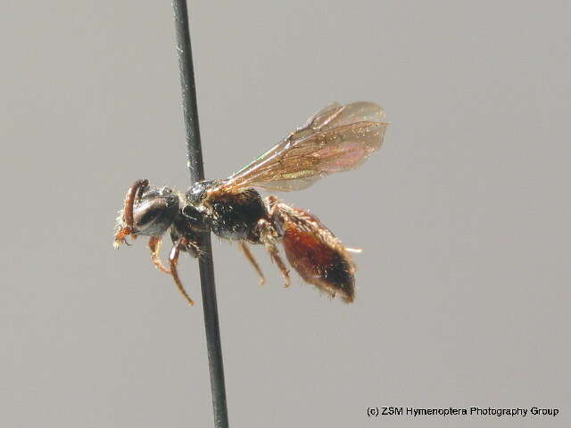 Image of Sphecodes niger Hagens 1874