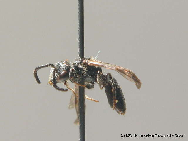 Imagem de Sphecodes niger Hagens 1874