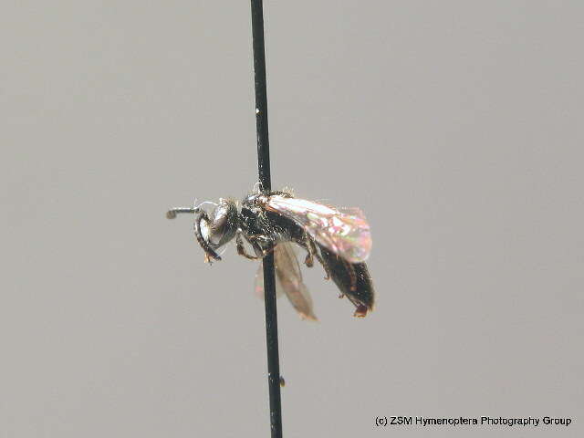 Image of Sphecodes niger Hagens 1874