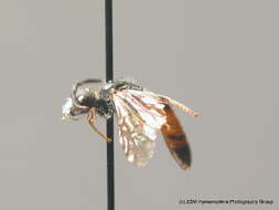 Sphecodes geoffrellus (Kirby 1802) resmi