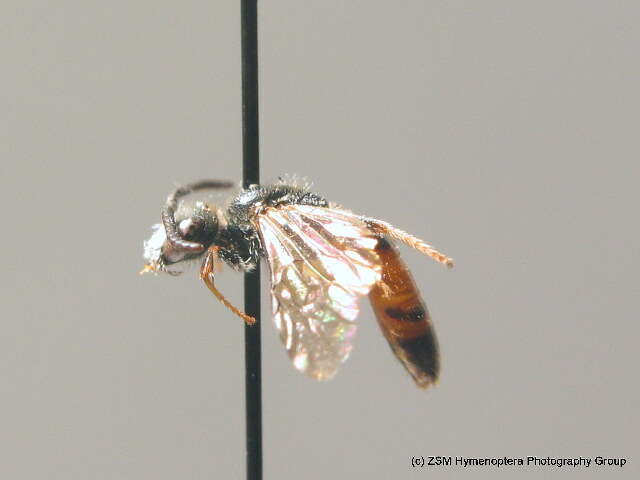 Sphecodes geoffrellus (Kirby 1802) resmi