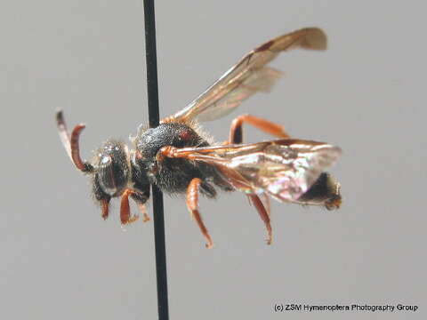 Image of Nomada obscura Zetterstedt 1838