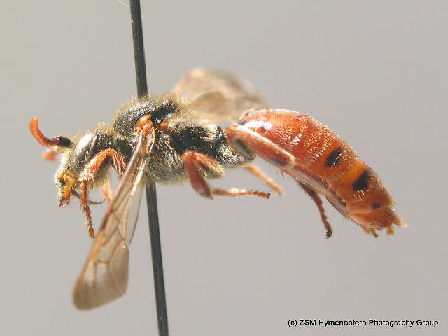 Image de Nomada stigma Fabricius 1804