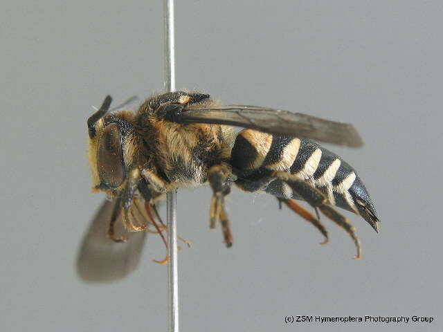 Coelioxys conoidea (Illiger 1806) resmi