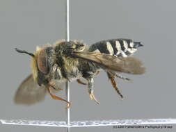 Coelioxys conoidea (Illiger 1806) resmi