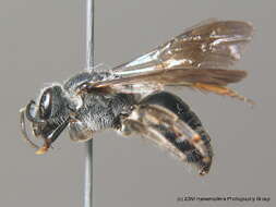 Lasioglossum costulatum (Kriechbaumer 1873)的圖片