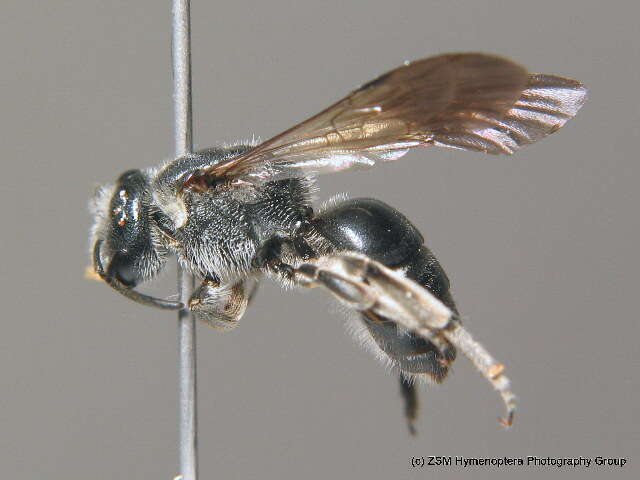 Lasioglossum costulatum (Kriechbaumer 1873)的圖片