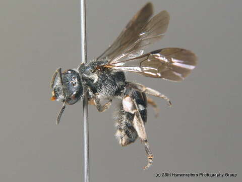 Lasioglossum costulatum (Kriechbaumer 1873)的圖片