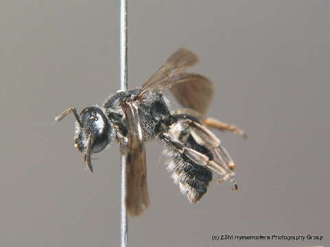 Lasioglossum costulatum (Kriechbaumer 1873)的圖片