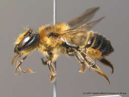 Megachile ligniseca (Kirby 1802) resmi