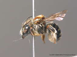 Image of white-dotted wool-carder bee