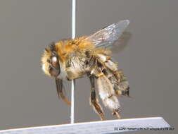 Image of Anthophora bimaculata (Panzer 1798)