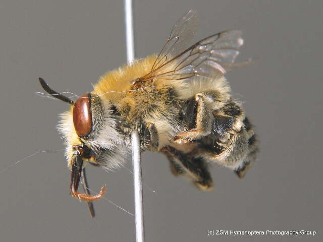 Image of Anthophora bimaculata (Panzer 1798)