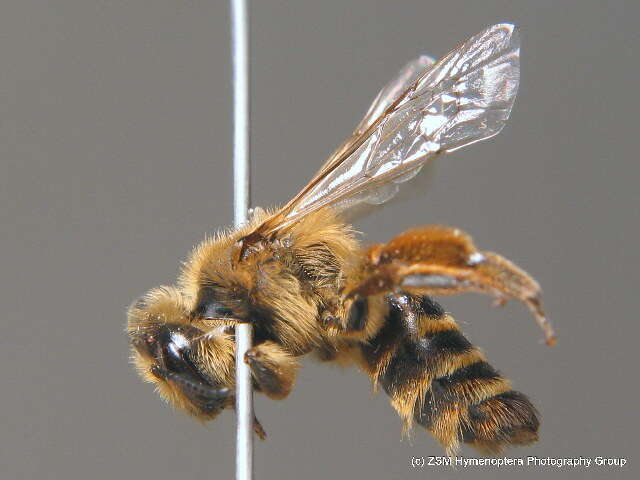 Image of Andrena flavipes Panzer 1799