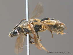 Image of Lasioglossum calceatum (Scopoli 1763)